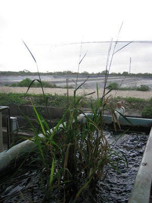 texas wild-rice